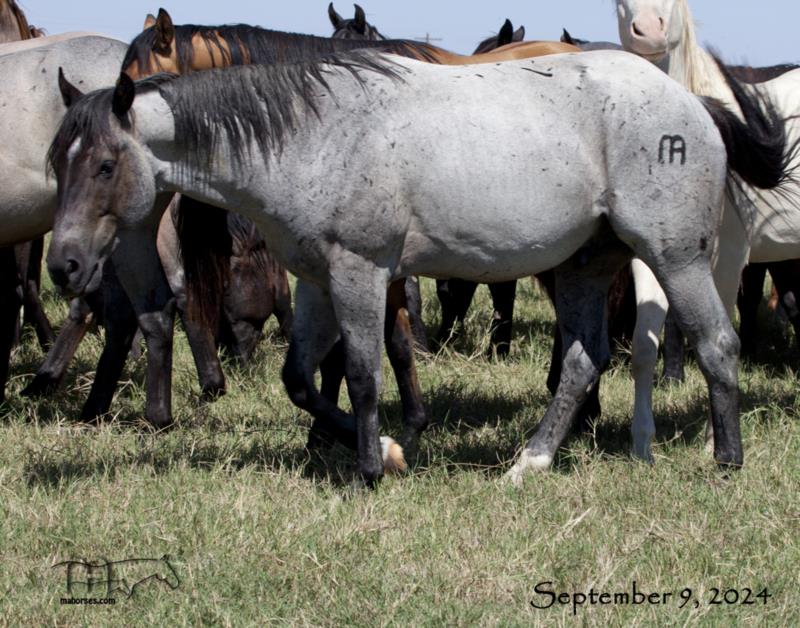 Leos Sassy Fox MA's 2022 Roan Colt
